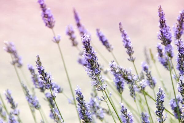 Benefits Of Using Lavender In Skincare