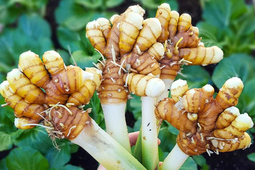 Kasturi Manjal Wild Turmeric 