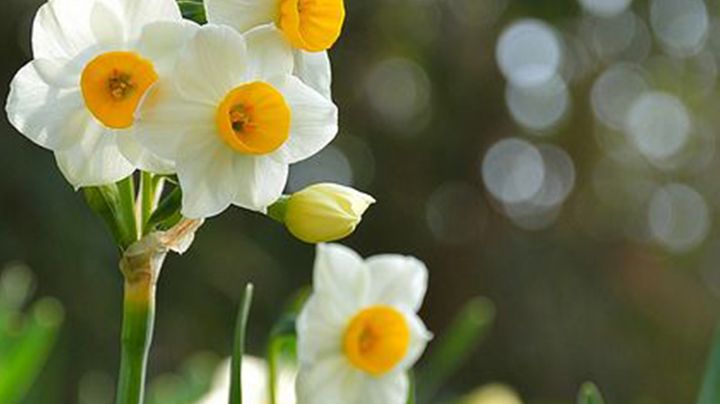 Narcissus poeticus or Poet's Daffodil