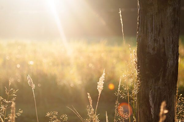 Is Sunscreen Really Necessary? Forest Essentials Addresses This Age-Old Query