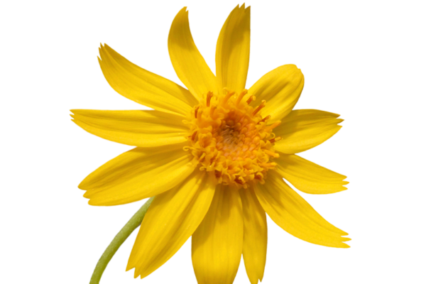 Arnica