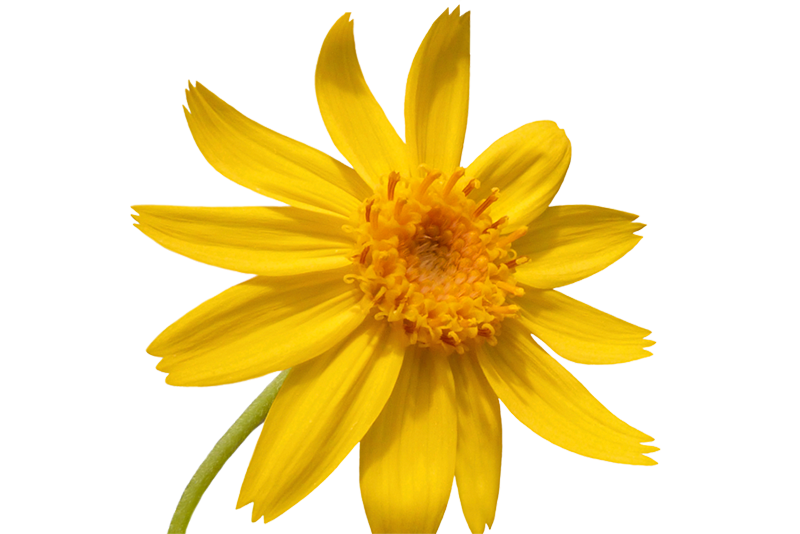 Arnica