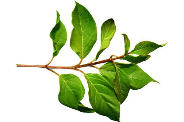 Bay Leaf Extract