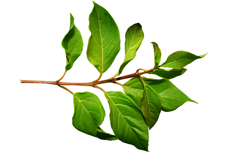 Bay Leaf Extract