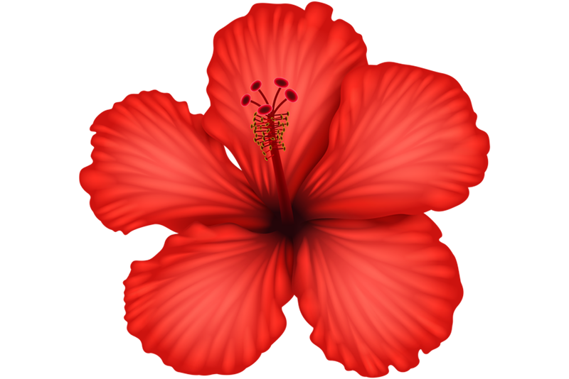 Hibiscus Flower