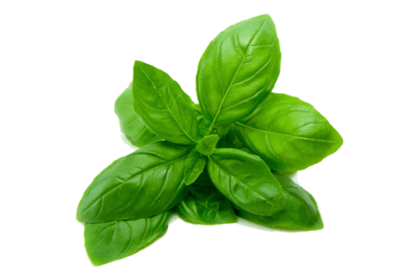 Holy Basil Essential Oil