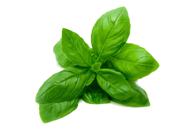 Holy Basil Essential Oil