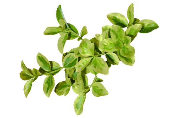 Marjoram