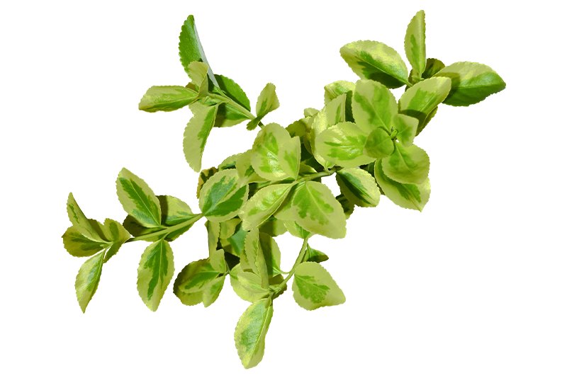 Marjoram