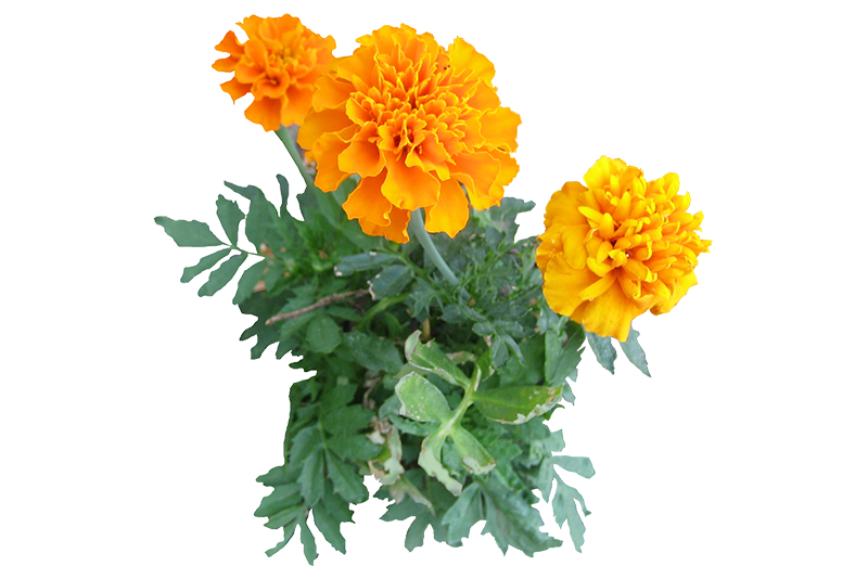 Marigold