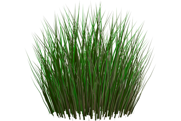 Nutgrass