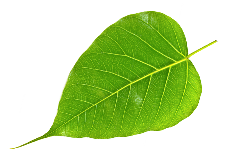 Peepal Leaves