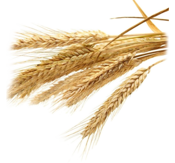 Wheat Germ Oil