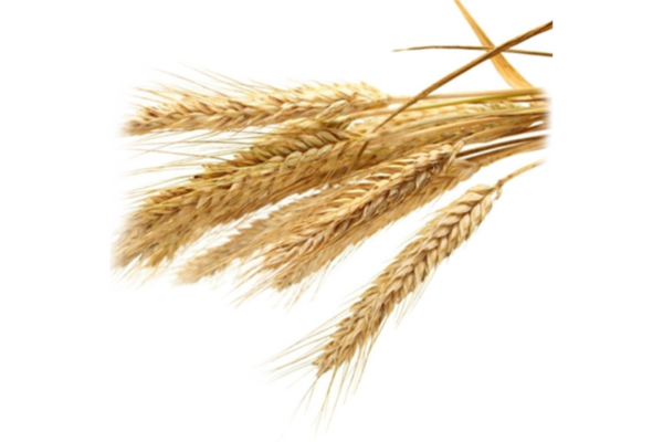 Wheat Germ Oil