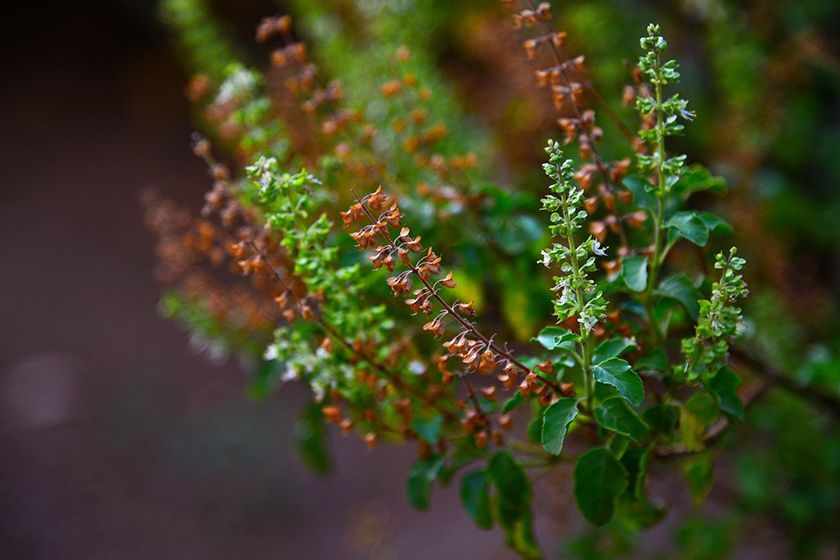 Tulsi