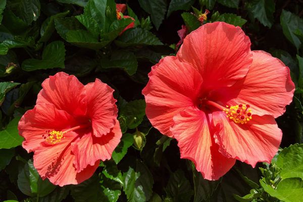 7 Ways to Use Hibiscus For Healthy Hair