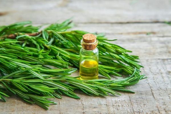 Rosemary Oil for Hair: Benefits, Usage, and Results