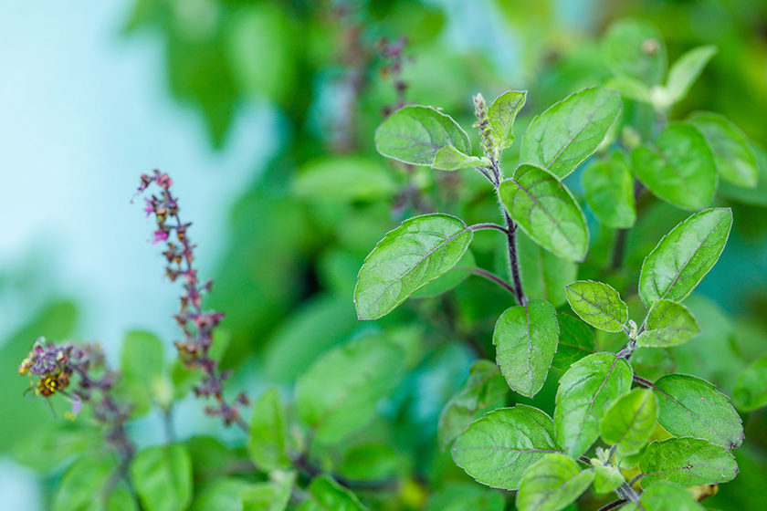 HOLY BASIL BENEFITS: WHY THIS HERB IS A SKINCARE ESSENTIAL
