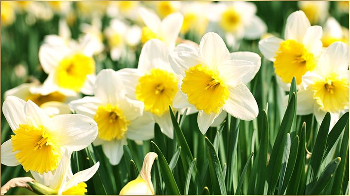 Kashmiri Nargis Flower