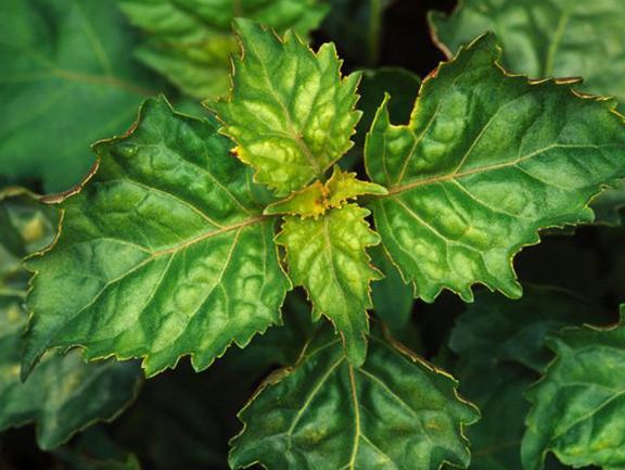 Patchouli Leaves