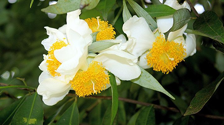 Nagkesar Flower