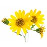 Arnica