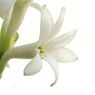 Bengal Tuberose
