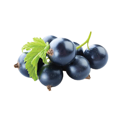 Black Currant Seed Oil