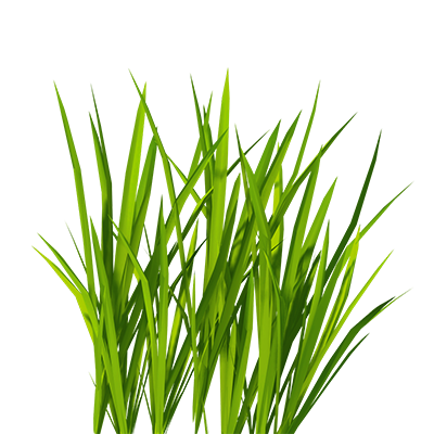 Durva Extract