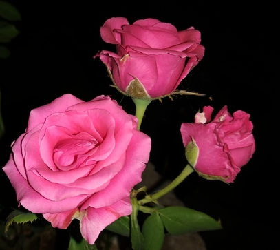 Hasayan Rose
