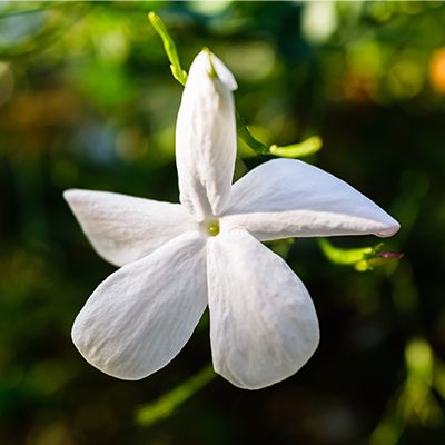 Jasmine