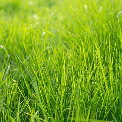 Lata Root Extract