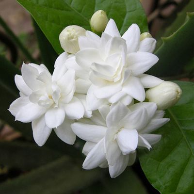 Mogra Essential Oil