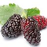 Mulberry