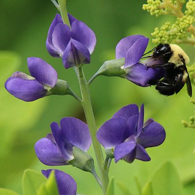 Nilini Flower Extract