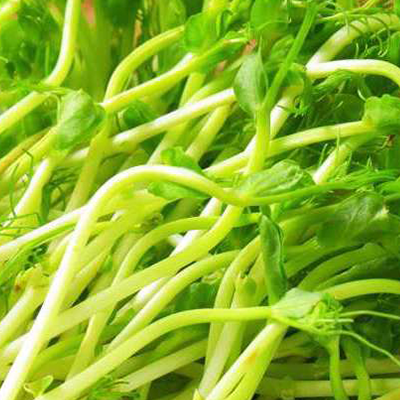 Pea Sprout Extract