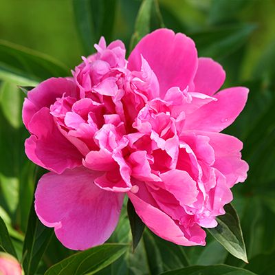 Peony Root Extract