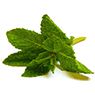 Peppermint