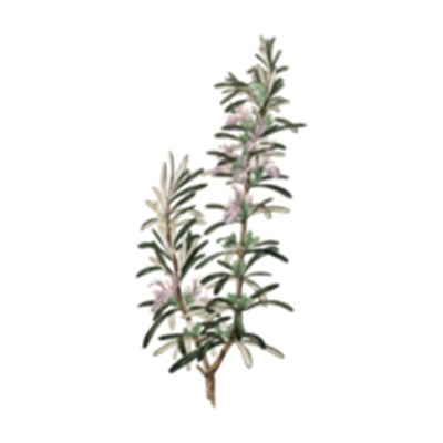 Rosemary Leaf Extract