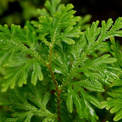 Sanjeevani Herb Infusion