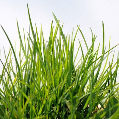 Sita Root Extract
