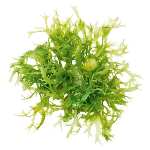 Algae