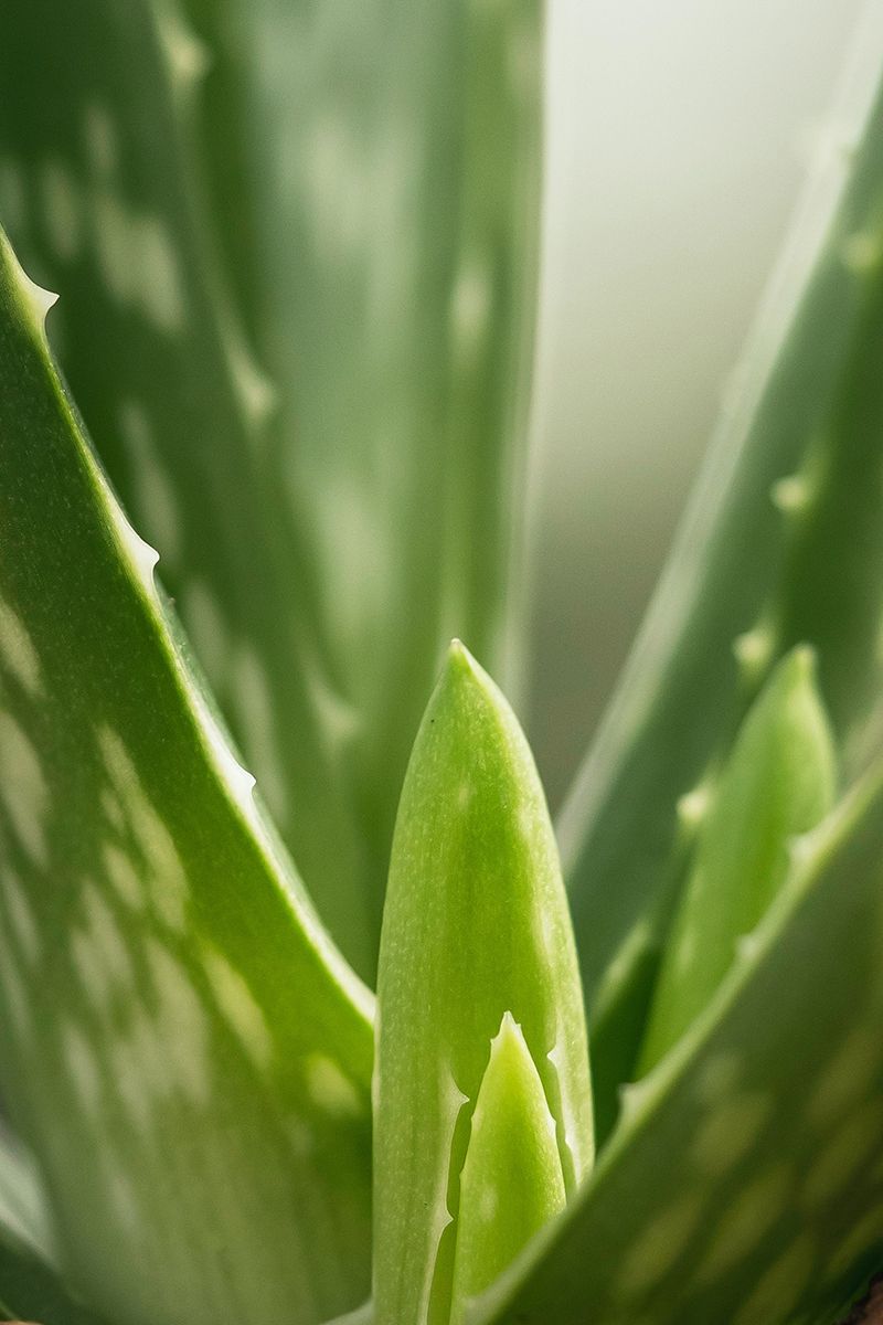 Aloe Vera 200X