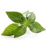 Basil Leaf Extract