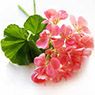 Geranium
