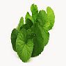 Gotukola Seed Extract