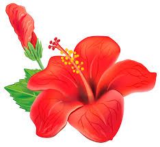Hibiscus Flower