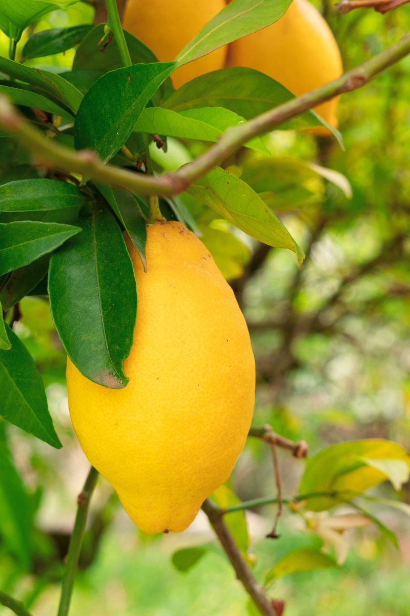 Lemon